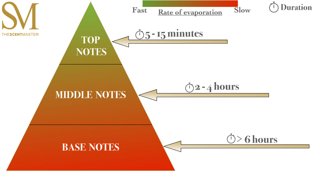 Fragrance Notes Pyramid Diagram